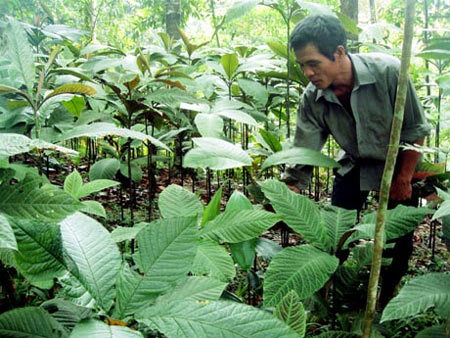 Chữa đau dạ dày bằng lá khôi tía có hiệu quả như mong đợi?