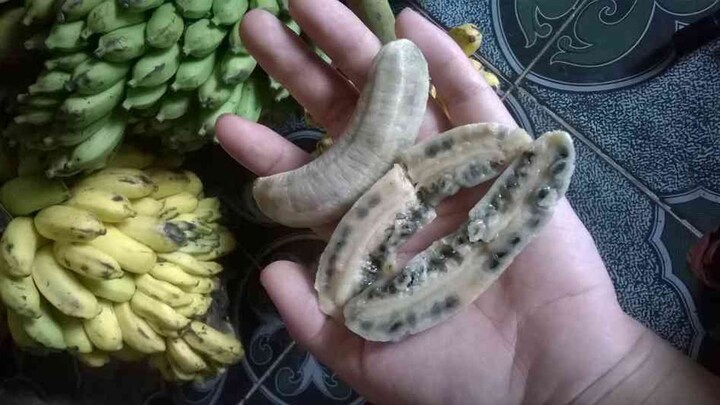 Chữa bệnh đau dạ dày bằng chuối hột có thực sự hiệu quả?