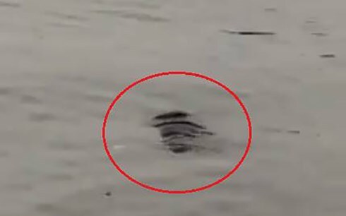 Phát hiện thi thể nam giới nổi trên hồ Tây