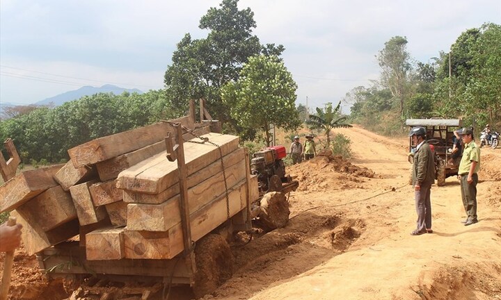 Bắt giữ 5 đối tượng liên quan vụ hàng đoàn xe chở gỗ lậu ở Đắk Lắk