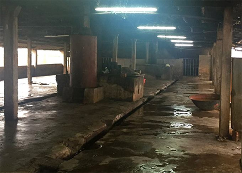 Điều tra vụ đâm chết người tại lò mổ vì... tiếng lợn kêu