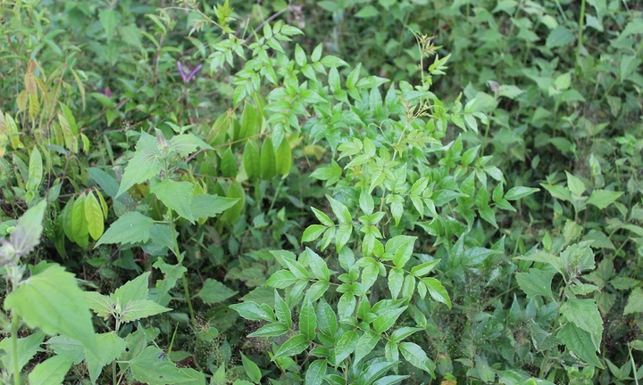 Chữa dạ dày hiệu quả bằng loại cây có sẵn ở núi rừng