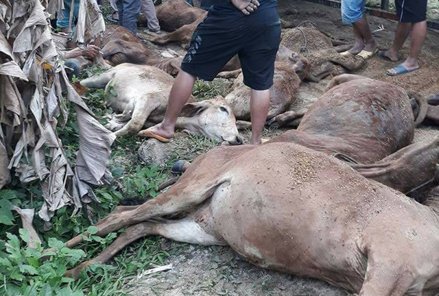 Truy tìm xe tải chở 13 con bò chết bán cho dân