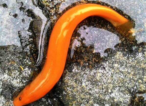 9X bắt được cá chạch màu vàng rực rỡ