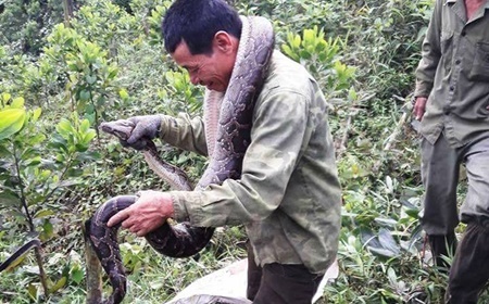 Hà Tĩnh: Dân bắt được trăn 