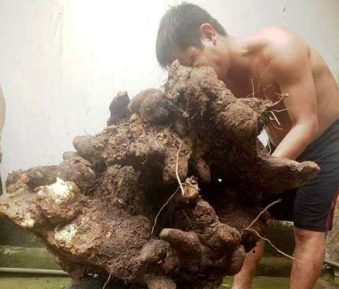 Kỳ lạ: Người dân đào được củ khoai vạc khổng lồ 73kg ở Hà Tĩnh