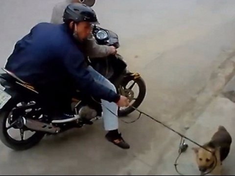 Nhóm “cẩu tặc” gây ra hàng trăm vụ cướp, trộm chó