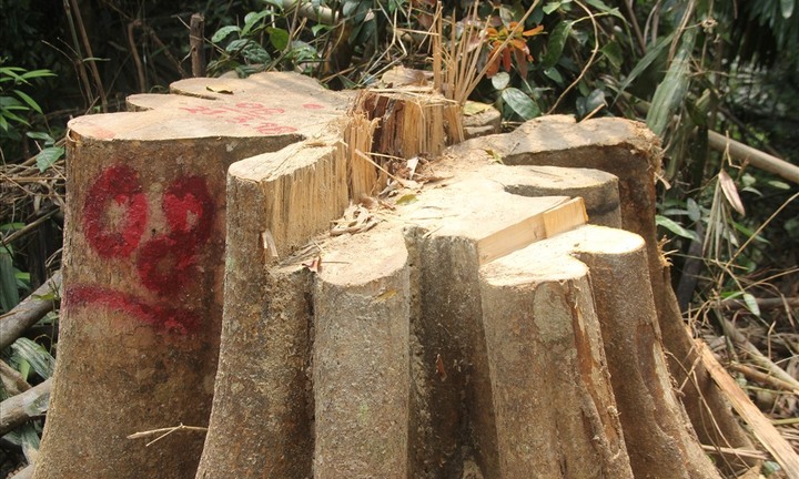 Phó Chủ tịch tỉnh Quảng Nam sẽ đích thân kiểm tra hiện trường rừng phòng hộ bị chặt phá