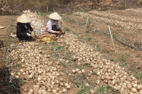 Hành tây giá 3000/kg, khoai tây cũng chỉ 4000/kg, nông dân Đà Lạt