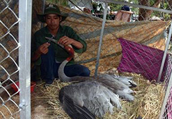 Sếu đầu đỏ quý hiếm chết tại Tràm Chim