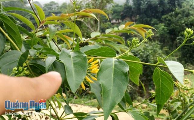 Bị phát hiện tâm sự trong rừng, đôi nam nữ ăn lá ngón tự tử