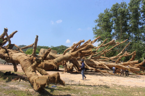 Thông tin mới nhất vụ 3 cây