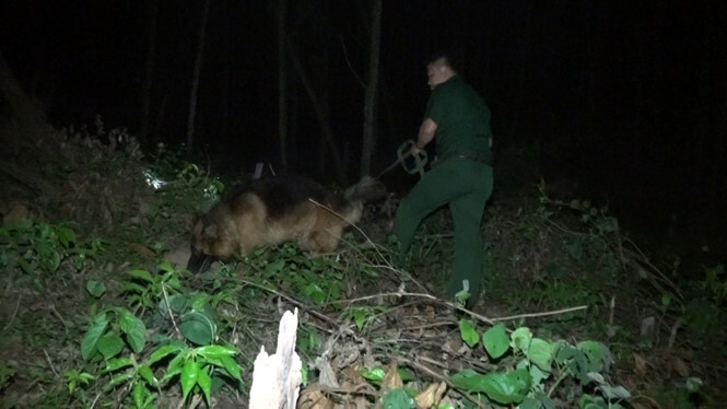 Biên phòng dùng chó nghiệp vụ truy bắt kẻ vận chuyển 76kg thuốc nổ