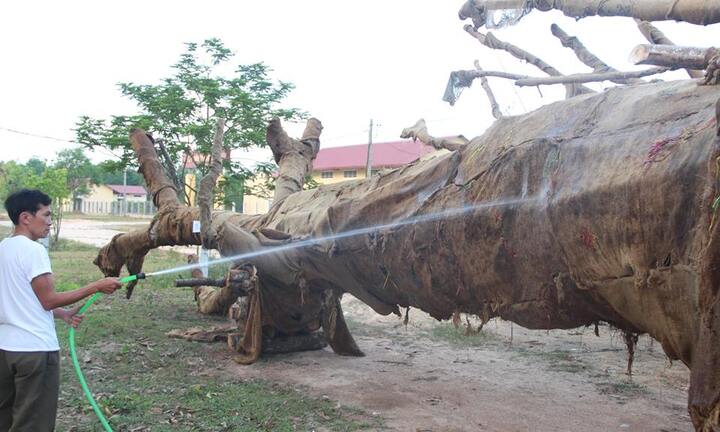 Chủ sở hữu cây 