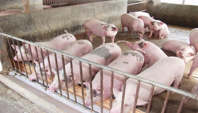 Giá lợn hơi bật tăng trở lại, lên tới 42.000 đồng/kg