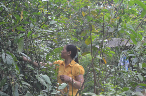 Lương y Triệu Thị Hòa – Xóa tan nỗi đau do các bệnh xương khớp