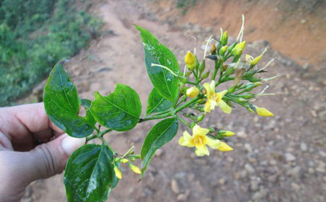 Cứu sống nam thanh niên ăn lá ngón tự tử nhờ... con nhái