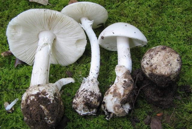 Một người sống sót trong vụ ngộ độc nấm kiến 3 người tử vong: Thông tin mới nhất