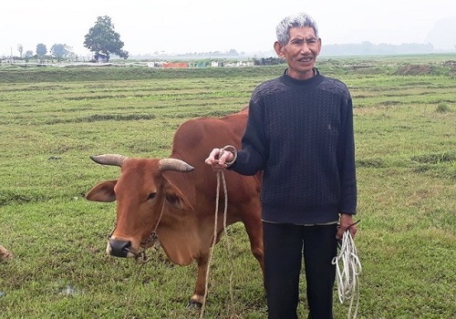 Chỉ có ở Thanh Hóa: Chăn trâu bò phải đóng phí cỏ