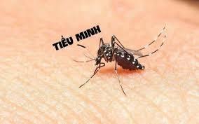 Câu chuyện buồn của thanh niên đa cảm trót đem lòng nhớ nhung chú muỗi Tiểu Minh