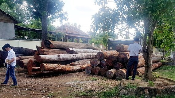 Đắk Nông: 9 cán bộ kiểm lâm bị kỷ luật vì liên quan đến trùm gỗ lậu Phượng “râu”