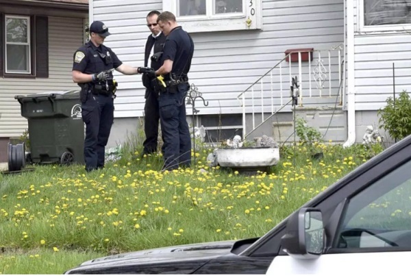 Chó Pitbull vô tình