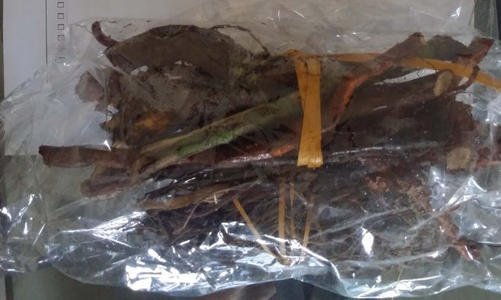 Thuốc gia truyền tiêu diệt nhiễm sắc thể 