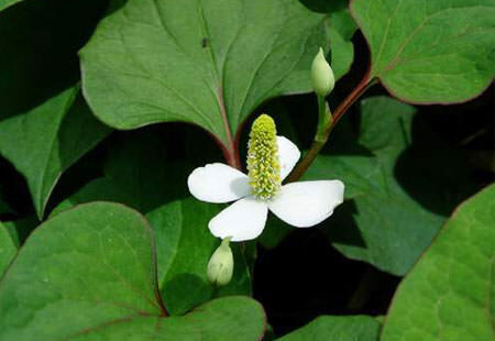 Cách dùng rau diếp cá trị táo bón và bệnh trĩ đơn giản bất ngờ