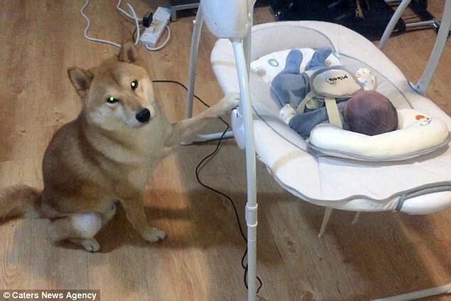 Chú chó chăm chú đưa nôi cho em bé ngủ gây sốt cộng đồng mạng