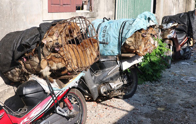 Cảnh sát hình sự chặt đứt đường dây trộm chó chuyên nghiệp, thủ sẵn hung khí để chống trả