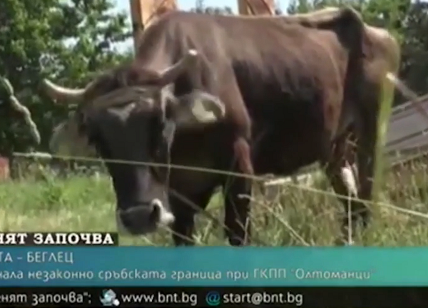 Video: Chân dung cô bò mang thai lĩnh án tử hình do