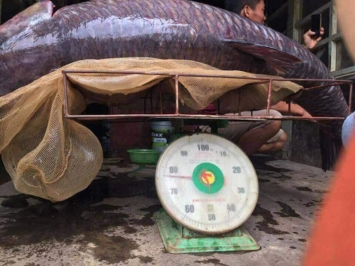 Video: Cận cảnh cá trắm đen hơn 60kg, ngư dân bắt được ở hồ Thác Bà