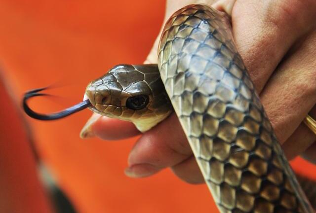 Video: Thót tim cảnh thanh niên dùng tay không bắt rắn 