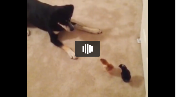 Video: Siêu hài hước với chú chó chân ngắn