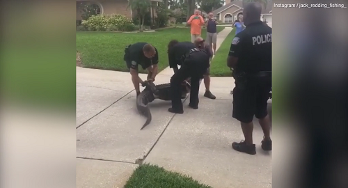 Video: Cá sấu bị trói 4 chân vẫn dễ dàng