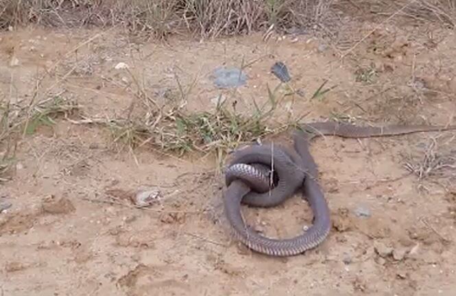 Video: 2 con rắn hổ mang quyết đoạt mạng đối thủ bằng cú đớp tử thần