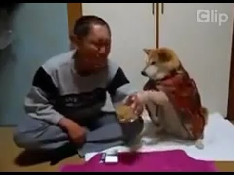 Video: Chú chó thông minh ngăn chủ uống rượu giải sầu