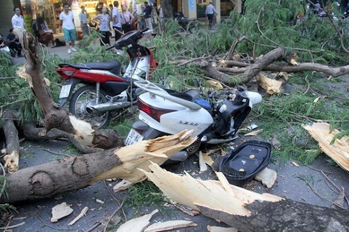 Hà Nội: Cây cổ thụ bỗng đổ kinh hoàng, xe đè bẹp, 5 người bị thương