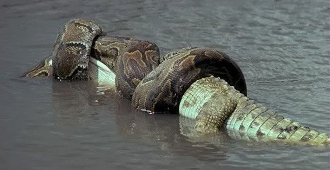 Video: Trăn khổng lồ đại chiến sát thủ đầm lầy phải cái kết thảm khốc