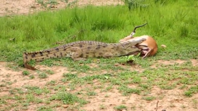 Video: Cá sấu dài 3m kéo lê xác con mồi trên cao tốc