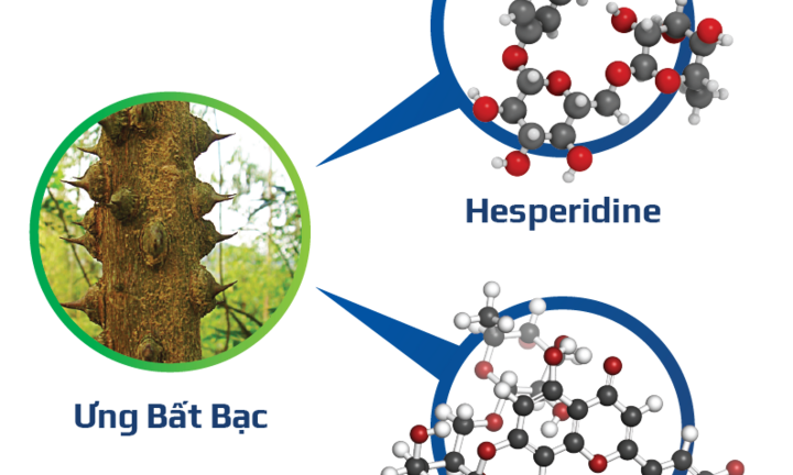 Ưng Bất Bạc, dược liệu vàng trong phục hồi và bảo vệ gan