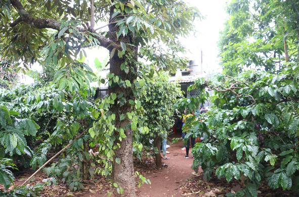 Điều tra nguyên nhân đôi nam nữ chết trong chòi rẫy