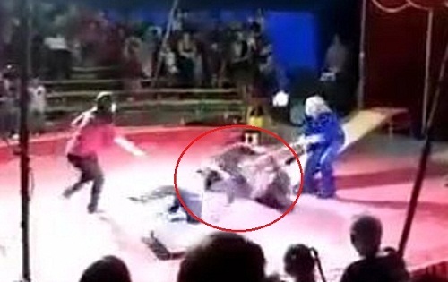 Clip: Kinh hoàng gấu nổi điên tấn công huấn luyện viên khi đang diễn xiếc