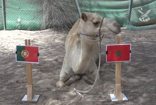 Video: Lạc đà “tiên tri” Bồ Đào Nha thất bại trước Morocco