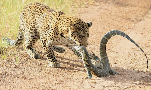 Video: Cú quật đuôi