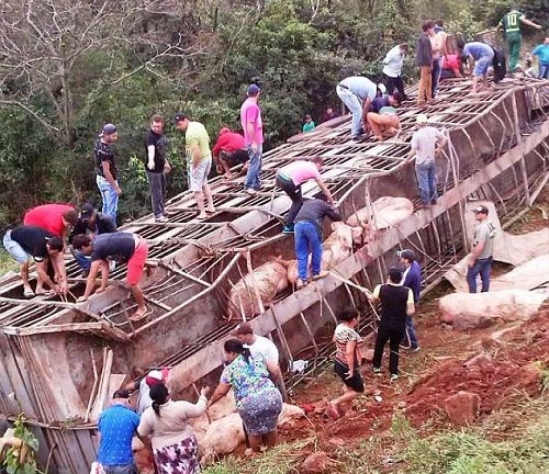 Video: Xe chở hơn 100 con lợn bị lật, người dân đua nhau đến hôi của