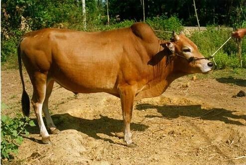 Gia Lai: Bắt một người trộm bò theo lệnh truy nã