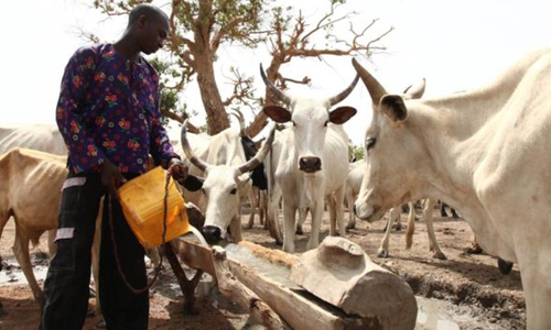 Nigeria: Bạo lực đẫm máu do tranh chấp đất đai, ít nhất 86 người thiệt mạng