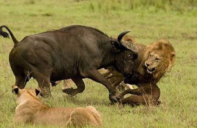 Video: Trận chiến sinh tử giữa trâu rừng và 3 con sư tử
