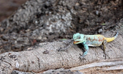 Video: Thằn lằn Agama nuốt chửng con mồi
